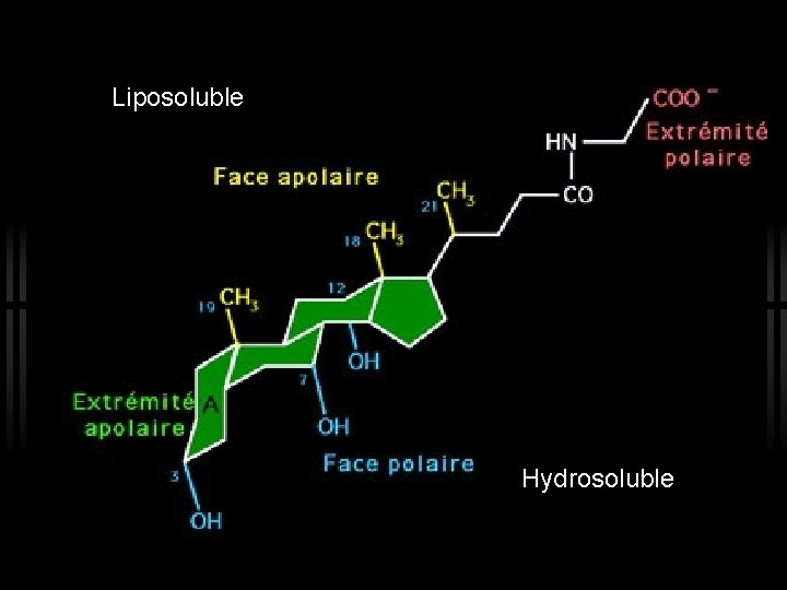 Liposoluble Hydrosoluble 