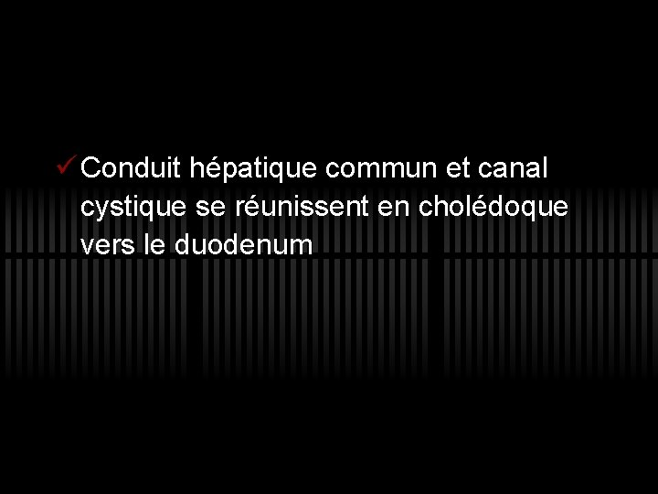 ü Conduit hépatique commun et canal cystique se réunissent en cholédoque vers le duodenum