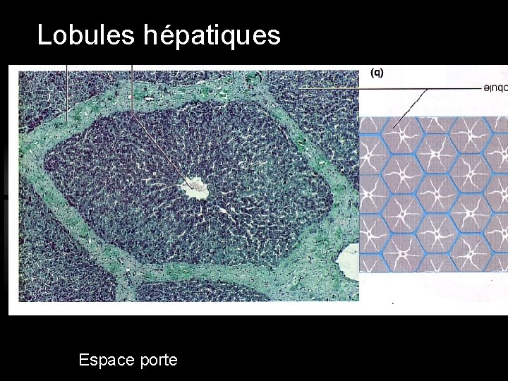 Lobules hépatiques Espace porte 