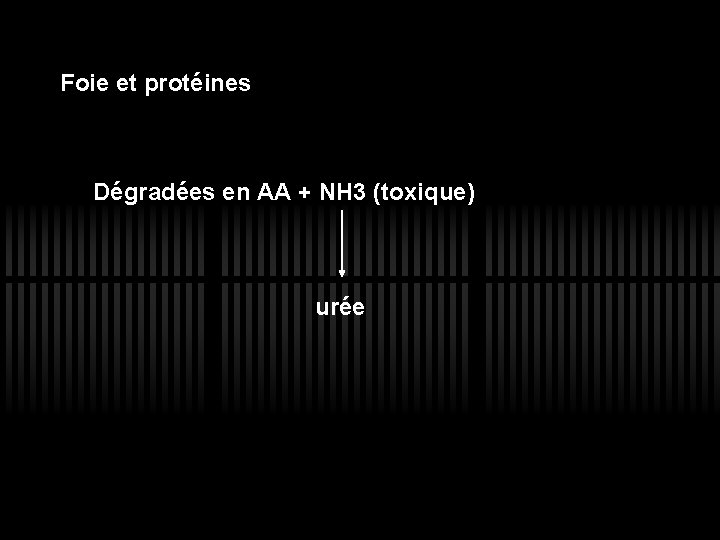 Foie et protéines Dégradées en AA + NH 3 (toxique) urée 