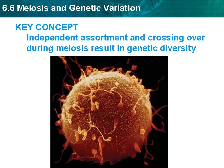 6. 6 Meiosis and Genetic Variation KEY CONCEPT Independent assortment and crossing over during