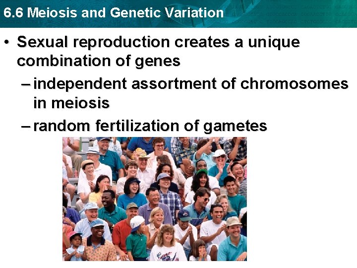 6. 6 Meiosis and Genetic Variation • Sexual reproduction creates a unique combination of