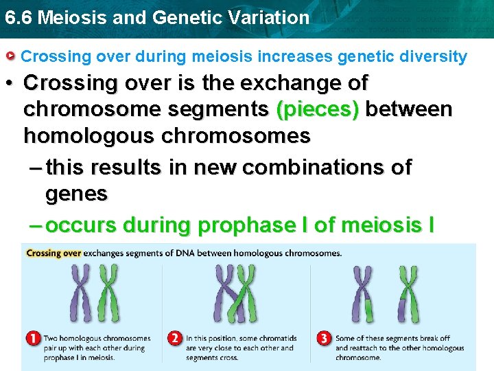 6. 6 Meiosis and Genetic Variation Crossing over during meiosis increases genetic diversity •