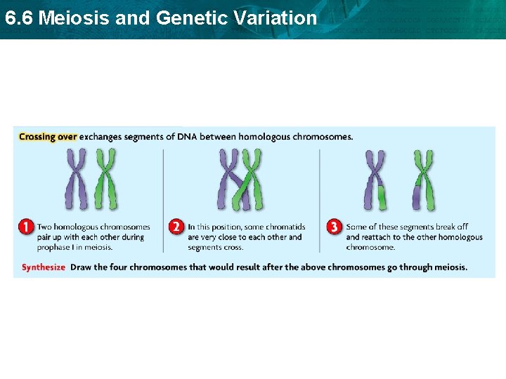 6. 6 Meiosis and Genetic Variation 