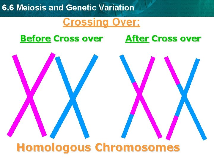 6. 6 Meiosis and Genetic Variation Crossing Over: Before Cross over After Cross over