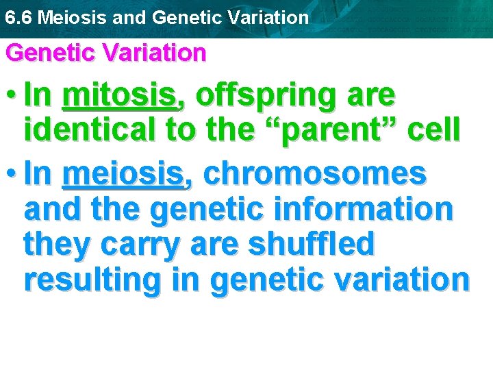 6. 6 Meiosis and Genetic Variation • In mitosis, offspring are identical to the