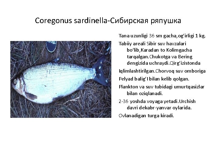 Coregonus sardinella-Сибирская ряпушка Tana uzunligi 36 sm gacha, og’irligi 1 kg. Tabiiy areali Sibir