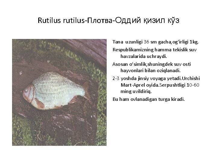 Rutilus rutilus-Плотва-Оддий қизил кўз Tana uzunligi 36 sm gacha, og’irligi 1 kg. Respublikamizning hamma