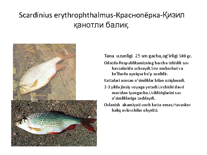 Scardinius erythrophthalmus-Краснопёрка-Қизил қанотли балиқ. Tana uzunligi 25 sm gacha, og’irligi 500 gr. Odatda Respublikamizning