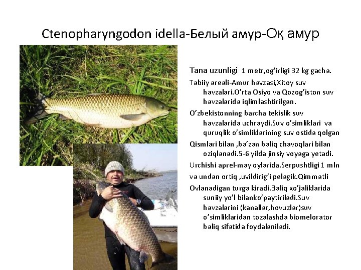 Ctenopharyngodon idella-Белый амур-Оқ амур Tana uzunligi 1 metr, og’irligi 32 kg gacha. Tabiiy areali-Amur