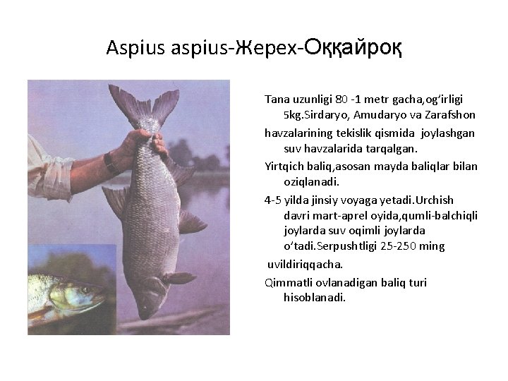Aspius aspius-Жерех-Оққайроқ Tana uzunligi 80 -1 metr gacha, og’irligi 5 kg. Sirdaryo, Amudaryo va