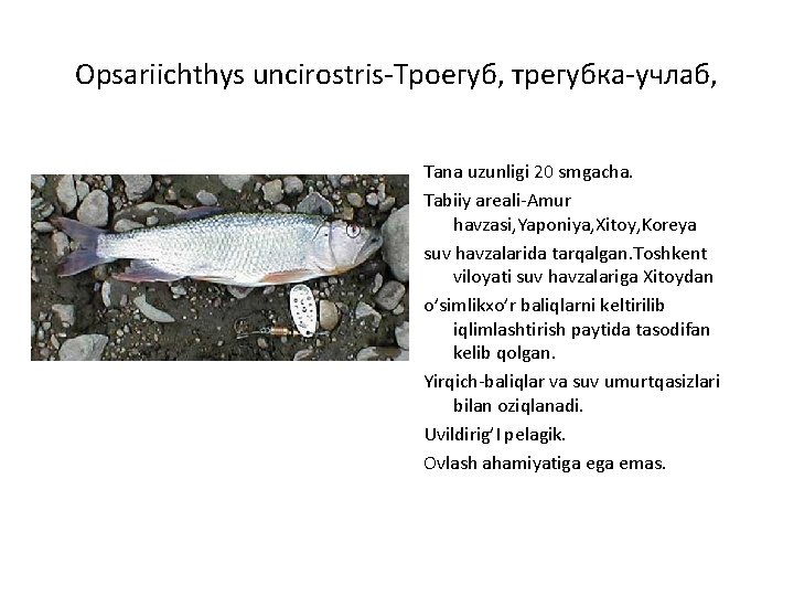 Opsariichthys uncirostris-Троегуб, трегубка-учлаб, Tana uzunligi 20 smgacha. Tabiiy areali-Amur havzasi, Yaponiya, Xitoy, Koreya suv