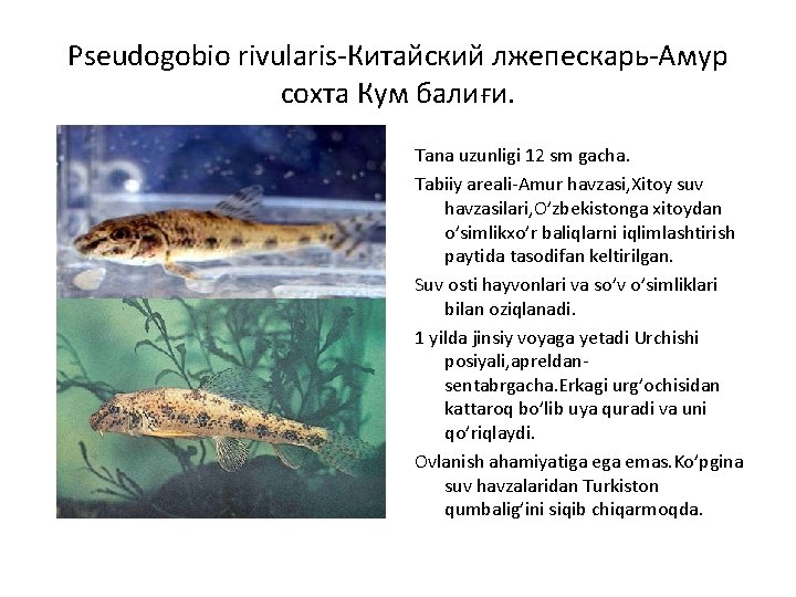 Pseudogobio rivularis-Китайский лжепескарь-Aмур сохта Кум балиғи. Tana uzunligi 12 sm gacha. Tabiiy areali-Amur havzasi,