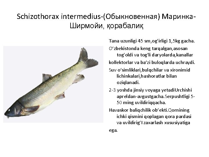 Schizothorax intermedius-(Обыкновенная) Маринка. Ширмойи, қорабалиқ Tana uzunligi 45 sm, og’irligi 1, 5 kg gacha.