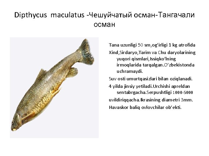 Dipthycus maculatus -Чешуйчатый осман-Тангачали осман Tana uzunligi 50 sm, og’irligi 1 kg atrofida Xind,