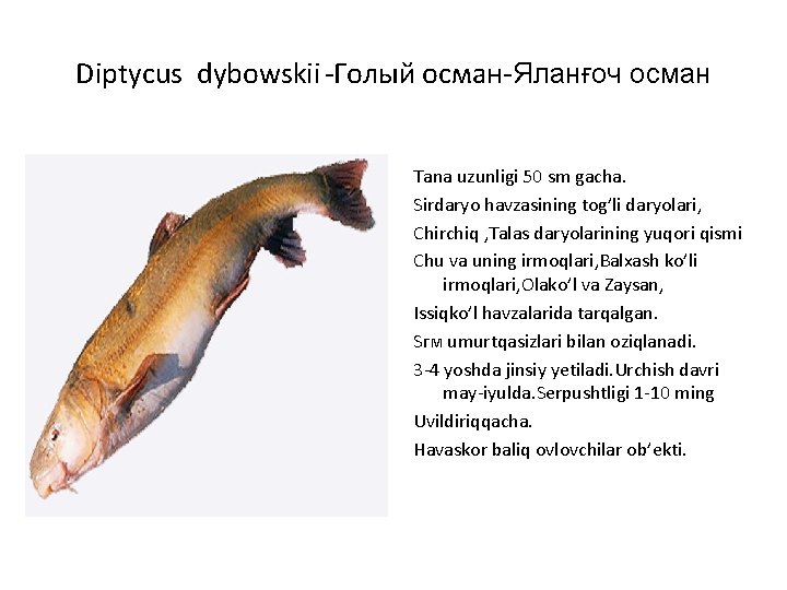 Diptycus dybowskii -Голый осман-Яланғоч осман Tana uzunligi 50 sm gacha. Sirdaryo havzasining tog’li daryolari,