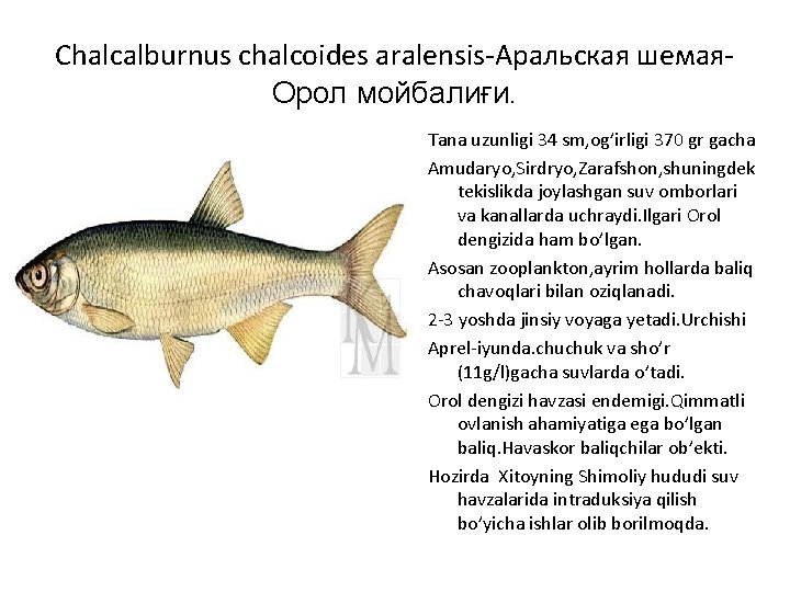 Chalcalburnus chalcoides aralensis-Аральская шемая. Орол мойбалиғи. Tana uzunligi 34 sm, og’irligi 370 gr gacha