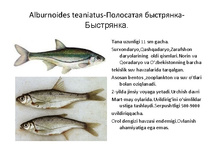 Alburnoides teaniatus-Полосатая быстрянка. Быстрянка. Tana uzunligi 11 sm gacha. Surxondaryo, Qashqadaryo, Zarafshon daryolarining oldi