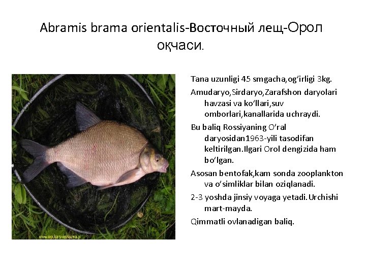 Abramis brama orientalis-Восточный лещ-Орол оқчаси. Tana uzunligi 45 smgacha, og’irligi 3 kg. Amudaryo, Sirdaryo,