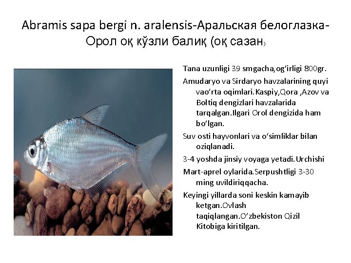 Abramis sapa bergi n. aralensis-Аральская белоглазка. Орол оқ кўзли балиқ (оқ сазан ) Tana