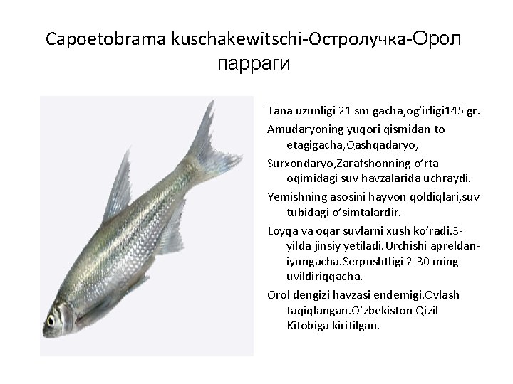 Capoetobrama kuschakewitschi-Остролучка-Орол парраги Tana uzunligi 21 sm gacha, og’irligi 145 gr. Amudaryoning yuqori qismidan
