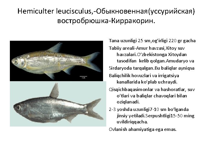 Hemiculter leucisculus, -Обыкновенная(уссурийская) востробрюшка-Кирракорин. Tana uzunligi 25 sm, og’irligi 220 gr gacha Tabiiy areali-Amur