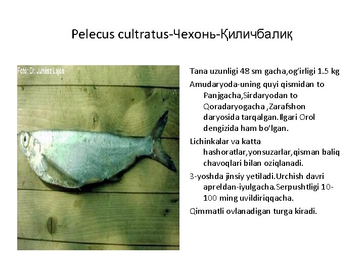 Pelecus cultratus-Чехонь-Қиличбалиқ Tana uzunligi 48 sm gacha, og’irligi 1. 5 kg Amudaryoda-uning quyi qismidan