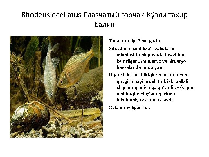 Rhodeus ocellatus-Глазчатый горчак-Кўзли тахир балик Tana uzunligi 7 sm gacha. Xitoydan o’simlikxo’r baliqlarni iqlimlashtirish