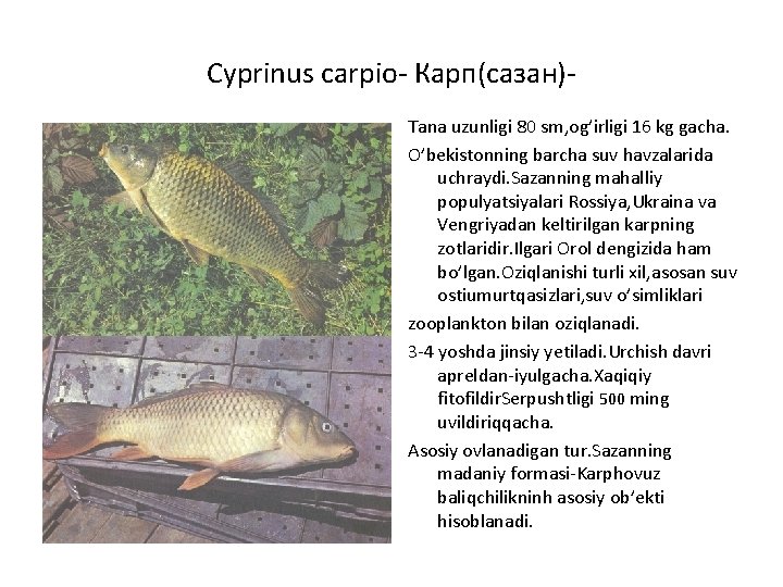 Cyprinus carpio- Карп(сазан)Tana uzunligi 80 sm, og’irligi 16 kg gacha. O’bekistonning barcha suv havzalarida