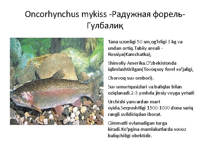 Oncorhynchus mykiss -Радужная форель. Гулбалиқ Tana uzunligi 50 sm, og'irligi 3 kg va undan