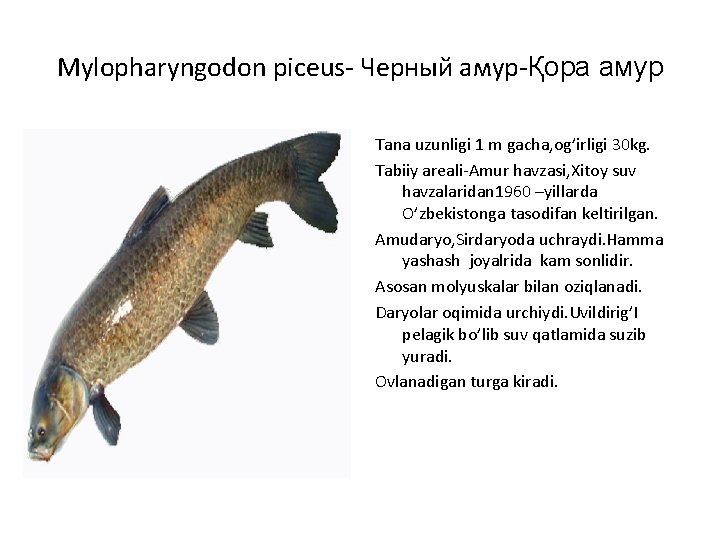 Mylopharyngodon piceus- Черный амур-Қора амур Tana uzunligi 1 m gacha, og’irligi 30 kg. Tabiiy