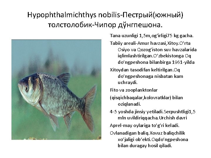 Hypophthalmichthys nobilis-Пестрый(южный) толстолобик-Чипор дўнгпешона. Tana uzunligi 1, 5 m, og’irligi 75 kg gacha. Tabiiy