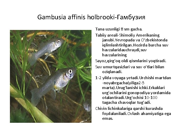 Gambusia affinis holbrooki-Гамбузия Tana uzunligi 8 sm gacha. Tabiiy areali-Shimoliy Amerikaning janubi. Yevropada va