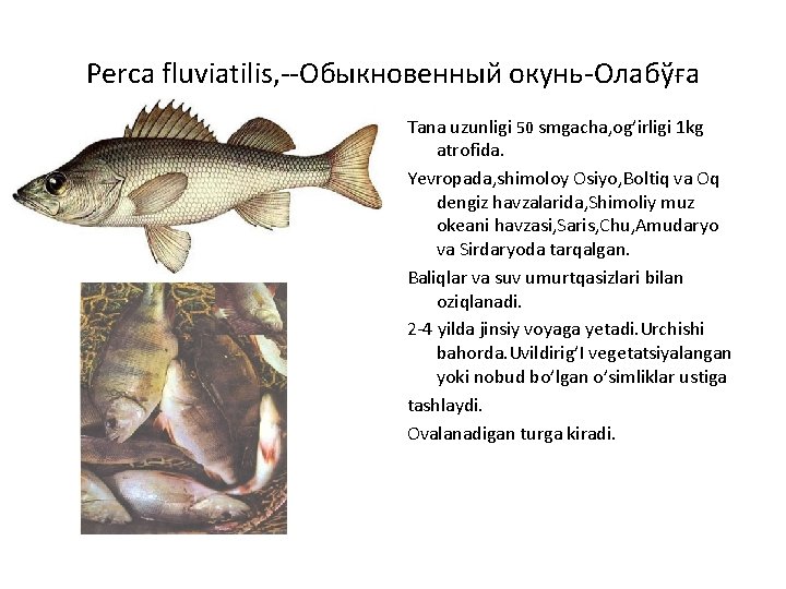 Perca fluviatilis, --Обыкновенный окунь-Олабўға Tana uzunligi 50 smgacha, og’irligi 1 kg atrofida. Yevropada, shimoloy