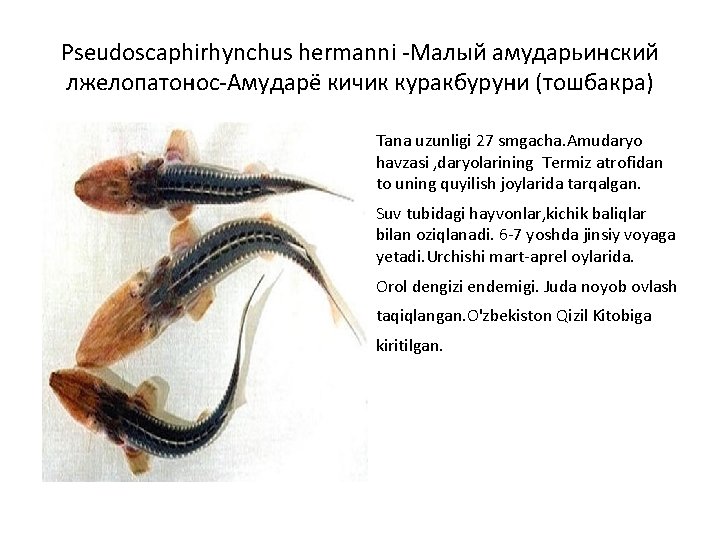 Pseudoscaphirhynchus hermanni -Малый амударьинский лжелопатонос-Амударё кичик куракбуруни (тошбакра) Tana uzunligi 27 smgacha. Amudaryo havzasi