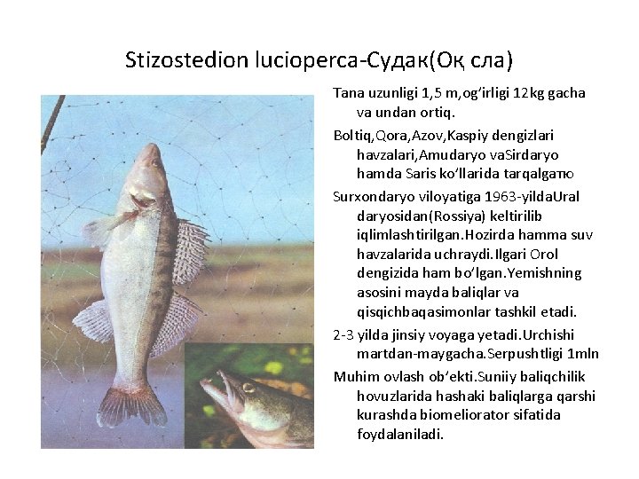 Stizostedion lucioperca-Судак(Оқ сла) Tana uzunligi 1, 5 m, og’irligi 12 kg gacha va undan