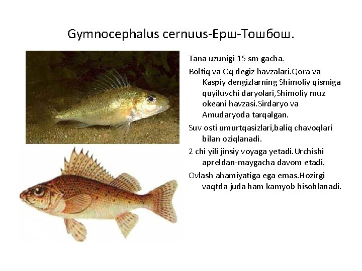 Gymnocephalus cernuus-Ерш-Тошбош. Tana uzunigi 15 sm gacha. Boltiq va Oq degiz havzalari. Qora va