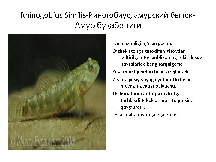 Rhinogobius Similis-Риногобиус, амурский бычок. Амур буқабалиғи Tana uzunligi 6, 5 sm gacha. O’zbekistonga tasodifan