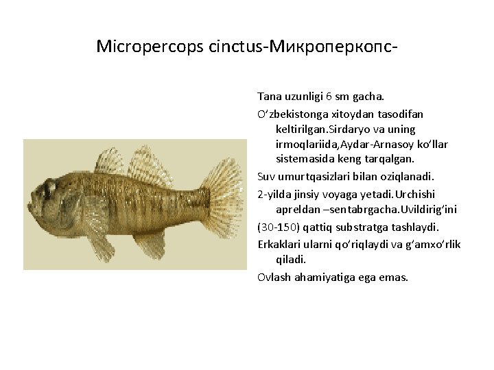 Micropercops cinctus-Микроперкопс. Tana uzunligi 6 sm gacha. O’zbekistonga xitoydan tasodifan keltirilgan. Sirdaryo va uning