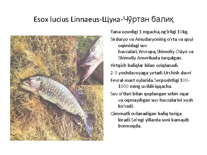 Esox lucius Linnaeus-Щука-Чўртан балиқ Tana uzunligi 1 mgacha, og’irligi 10 kg. Sirdaryo va Amudaryoning