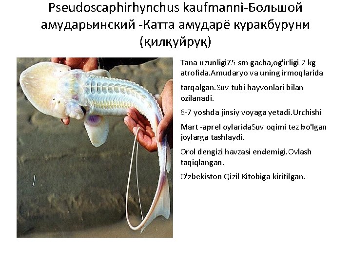 Pseudoscaphirhynchus kaufmanni-Большой амударьинский -Катта амударё курaкбуруни (қилқуйруқ) Tana uzunligi 75 sm gacha, og'irligi 2