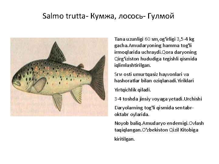 Salmo trutta- Кумжа, лосось- Гулмой Tana uzunligi 60 sm, og'irligi 3, 5 -4 kg