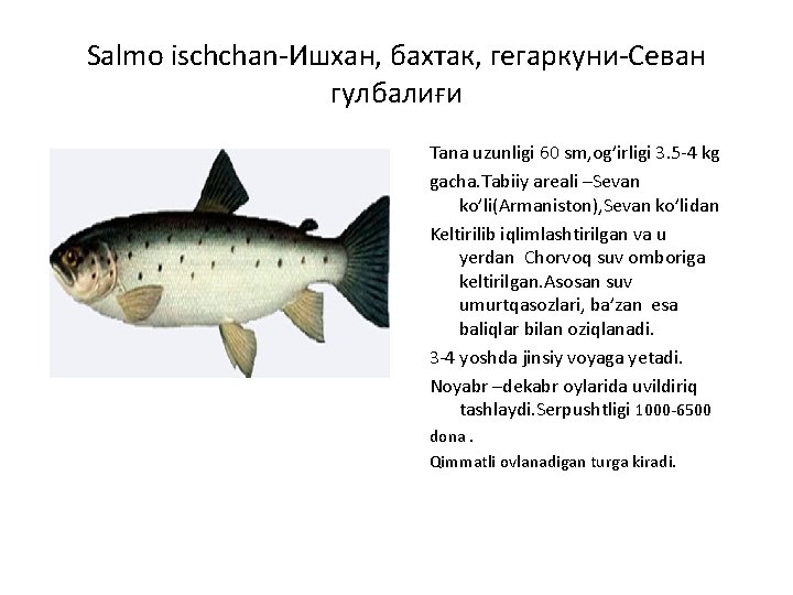 Salmo ischchan-Ишхан, бахтак, гегаркуни-Севан гулбалиғи Tana uzunligi 60 sm, og’irligi 3. 5 -4 kg