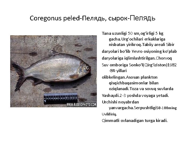 Coregonus peled-Пелядь, сырок-Пелядь Tana uzunligi 50 sm, og’irligi 5 kg gacha. Urg’ochilari erkaklariga nisbatan