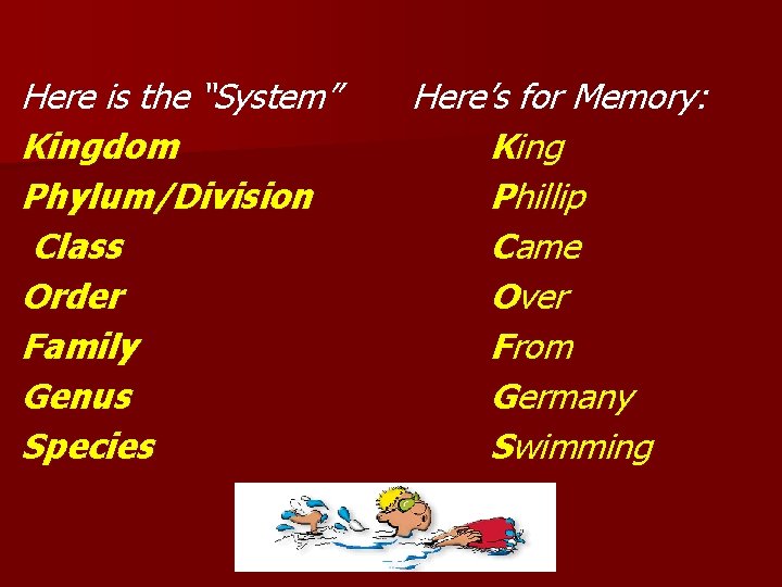 Here is the “System” Kingdom Phylum/Division Class Order Family Genus Species Here’s for Memory: