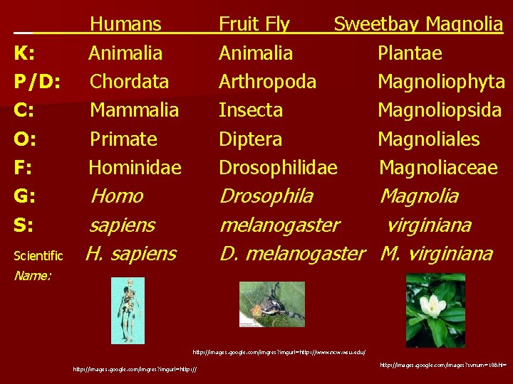 K: P/D: C: O: F: G: S: Scientific Humans Animalia Chordata Mammalia Primate Hominidae