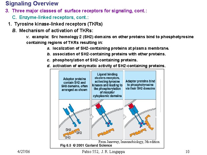 Signaling Overview 3. Three major classes of surface receptors for signaling, cont. : C.
