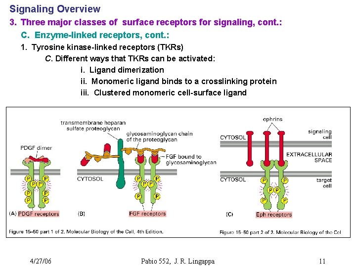 Signaling Overview 3. Three major classes of surface receptors for signaling, cont. : C.