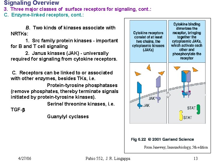 Signaling Overview 3. Three major classes of surface receptors for signaling, cont. : C.