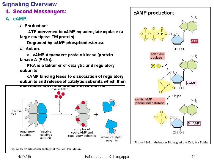 Signaling Overview 4. Second Messengers: c. AMP production: A. c. AMP: i. Production: ATP